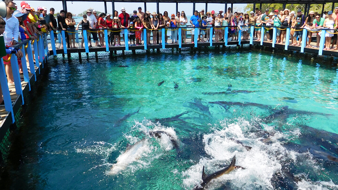 Playa blanca Baru - Aviario - plancton