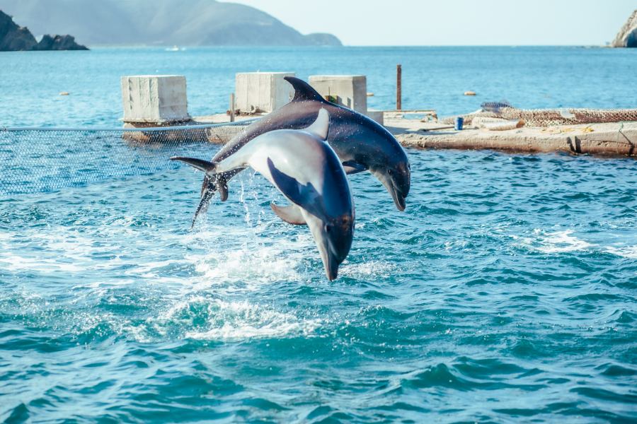 Playa Blanca - Acuario